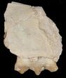 Oreodont (Merycoidodon) Jaw Section - South Dakota #10529-1